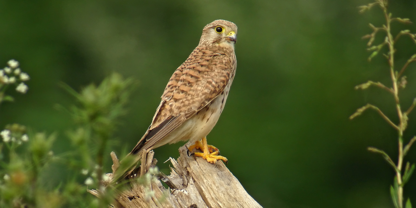 Faucon crécerelle posé